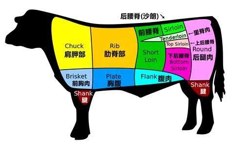 牛腩是牛的哪個(gè)部位